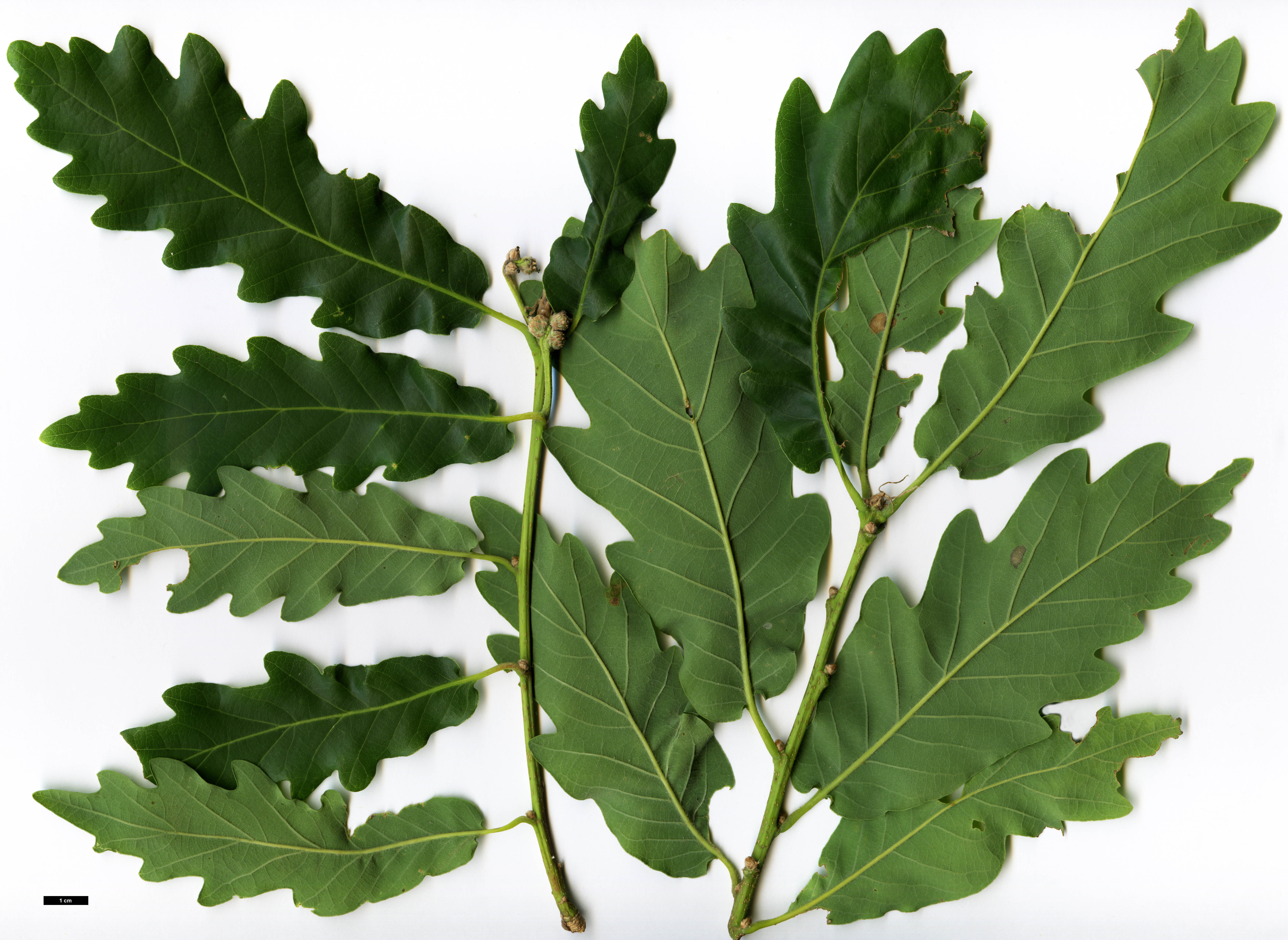 High resolution image: Family: Fagaceae - Genus: Quercus - Taxon: robur - SpeciesSub: subsp. estremadurensis